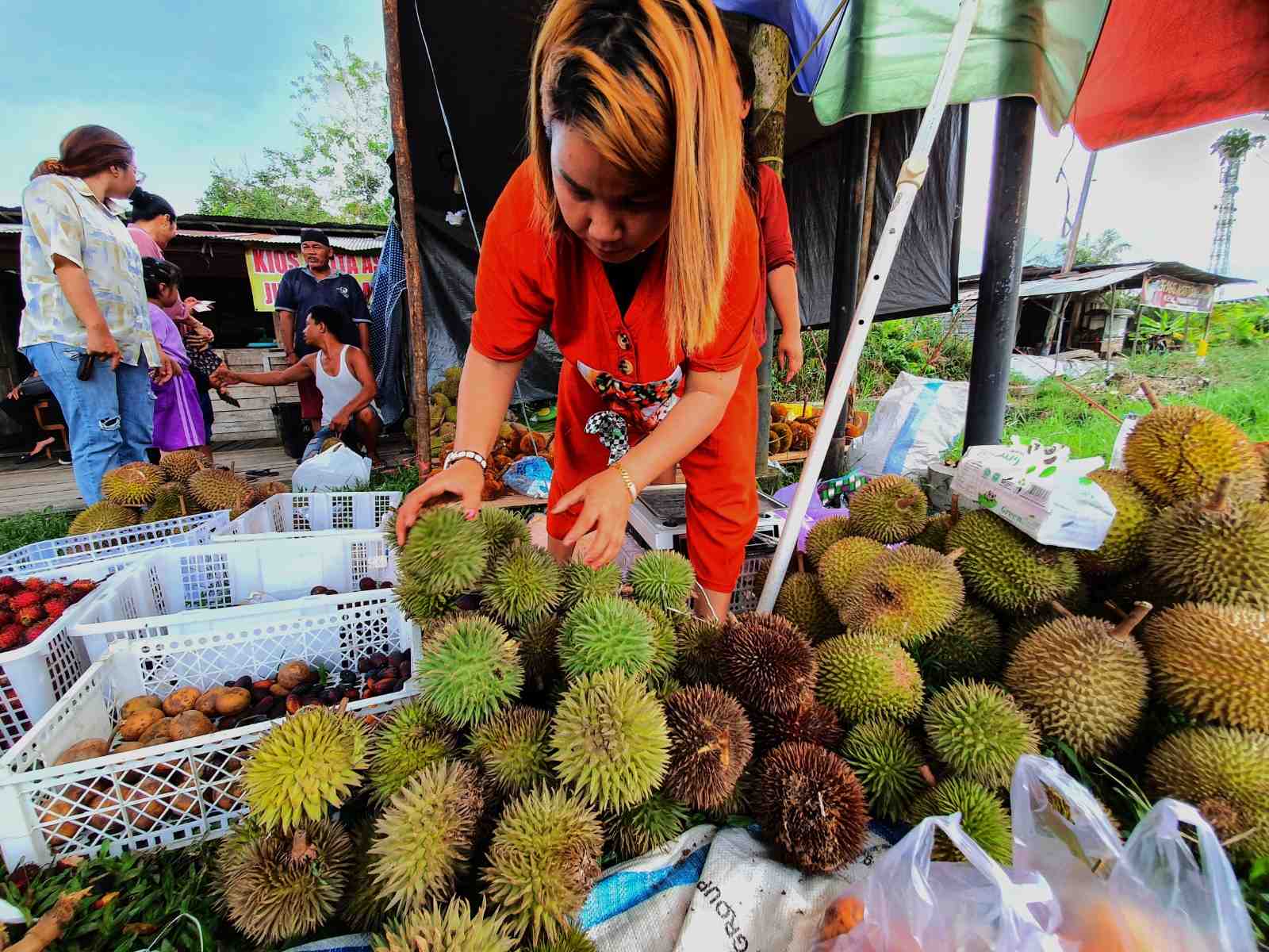 MENYUSUN DURIAN TONGKOI