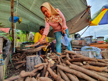 MENIMBANG SINGKONG