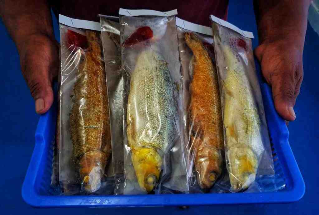 PEDAGANG IKAN BAKAR