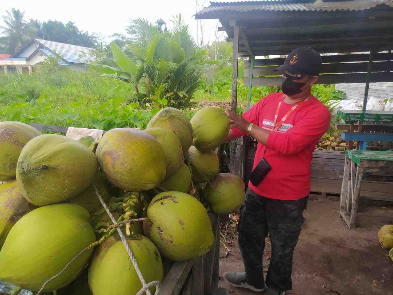 MEMILIH KELAPA MUDA