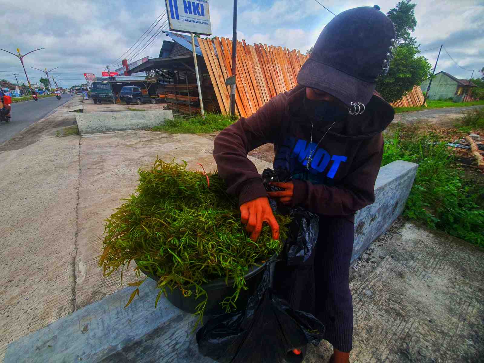 MENYUSUN SAYUR KELAKAI