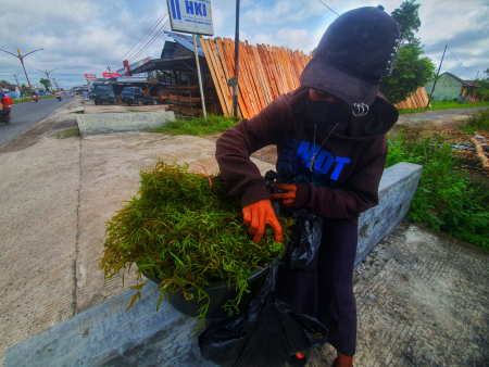 MENYUSUN SAYUR KELAKAI