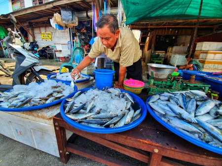 MENYUSUN IKAN LAUT