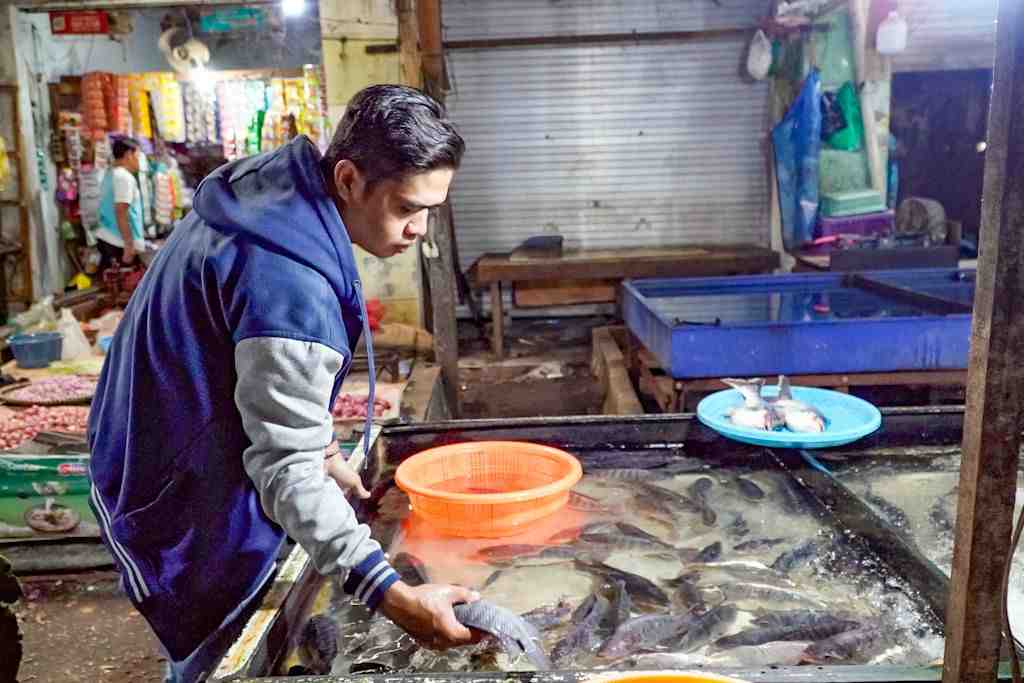 MEMILIH IKAN NILA