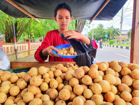 MEMBUNGKUS BUAH LANGSAT