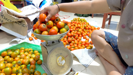 TIMBANG BUAH TOMAT 