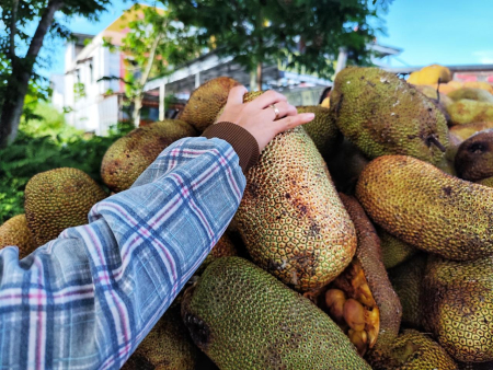 PILIH BUAH CEMPEDAK