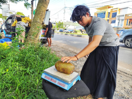 TIMBANG BUAH CEMPEDAK