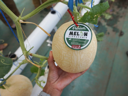 BUAH MELON PREMIUM