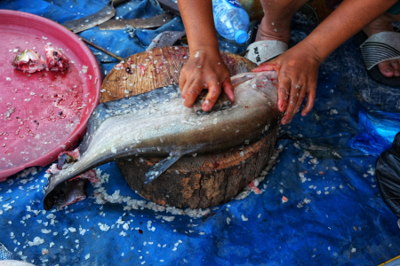 BERSIHKAN IKAN BELIDA