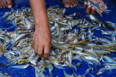 KUMPULKAN IKAN LAIS