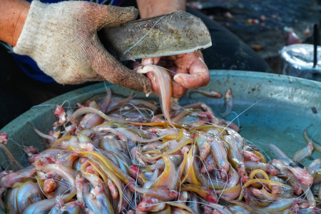 BERSIHKAN IKAN LAIS 
