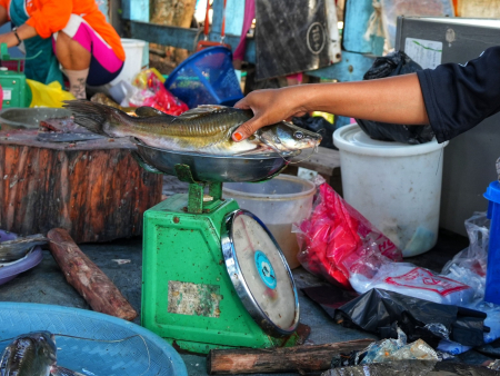 TIMBANG IKAN BAUNG 