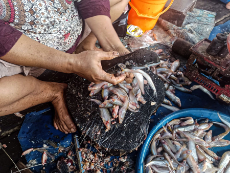 BERSIHKAN IKAN LAIS