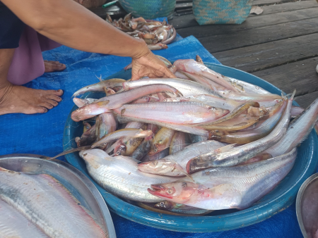 PILIH IKAN LAIS BAMBAN