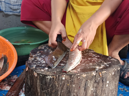 BERSIHKAN IKAN GABUS