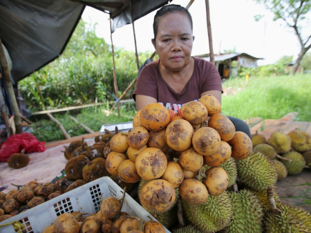 BUAH KAPUL PUTIH