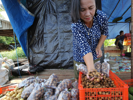 BUAH ROTAN KALIMANTAN 