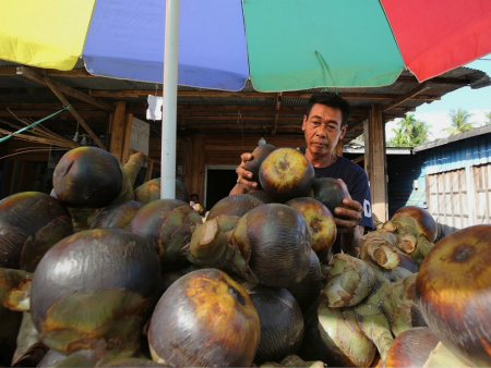 MENYUSUN BUAH LONTAR