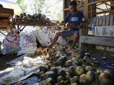 MENGUPAS BUAH LONTAR