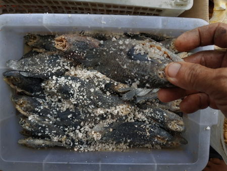 OLAHAN WADI IKAN PAPUYU