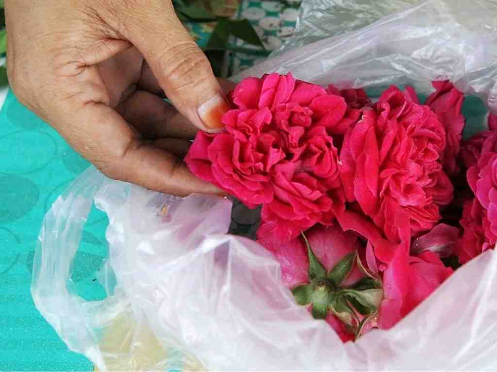 PENJUAL BUNGA TABUR