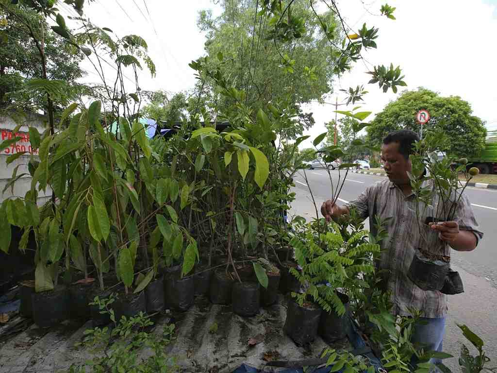 PENJUAL BIBIT TANAMAN BUAH