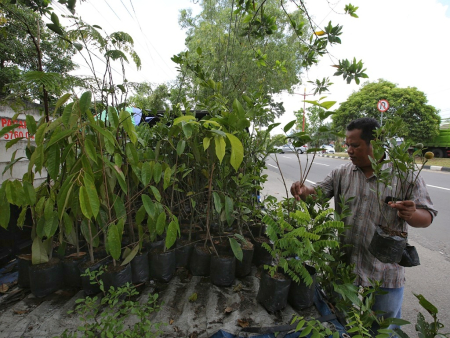 PENJUAL BIBIT TANAMAN BUAH