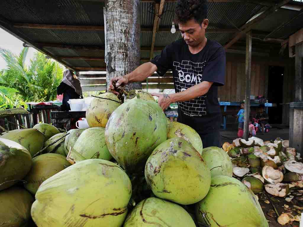 PENJUAL KELAPA MUDA