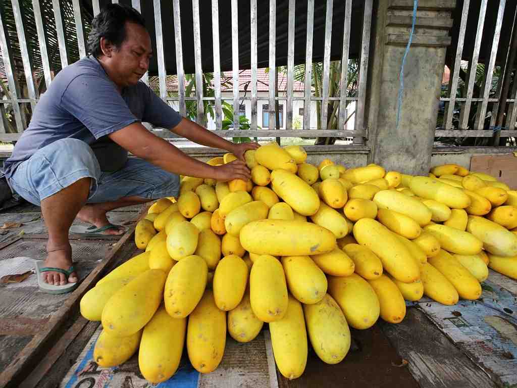 PENJUAL BUAH TIMUN SURI  