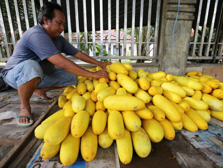 PENJUAL BUAH TIMUN SURI  