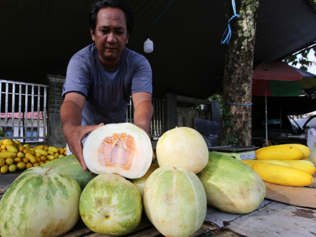 BUAH TIMUN SURI