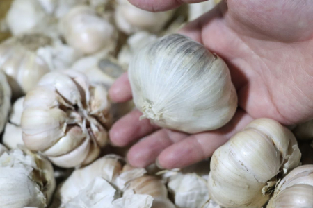 PILIH BAWANG PUTIH