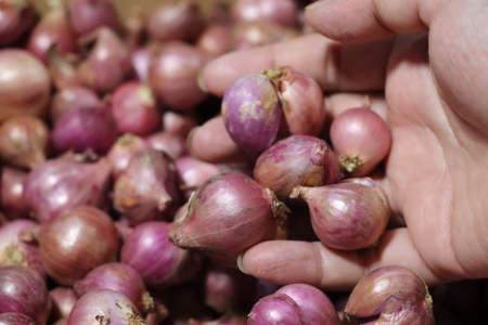 BELI BAWANG MERAH