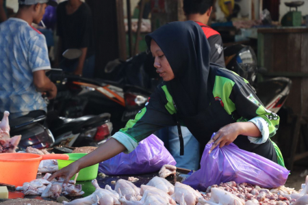 JUAL AYAM BROILER
