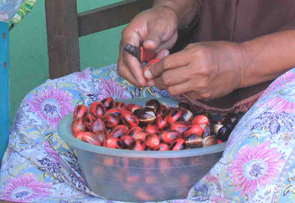 PISAHKAN BUNGA DARI BIJI PALA.