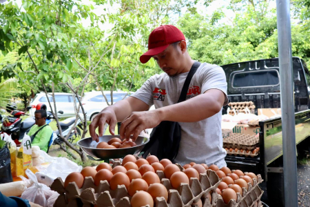 TIMBANG TELUR AYAM RAS
