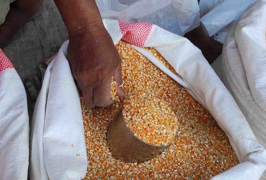 JAGUNG PAKAN AYAM