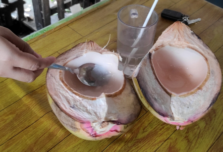 KELAPA TAMPUK MERAH MUDA