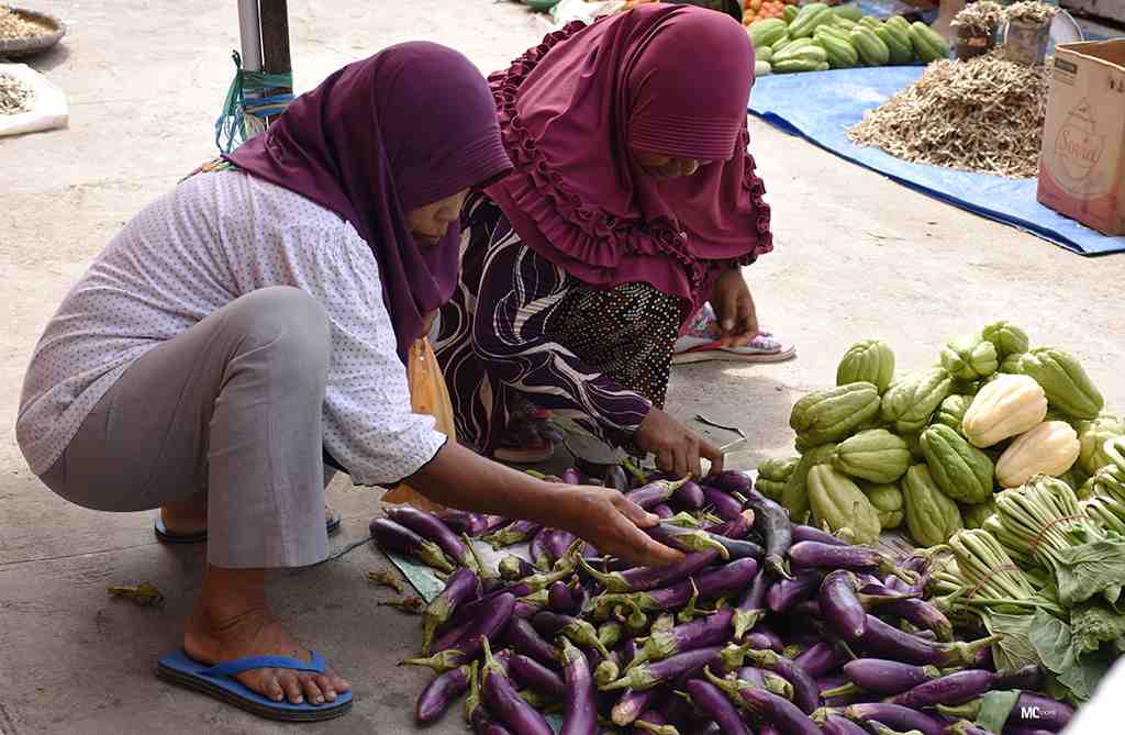 PILIH TERONG UNGU