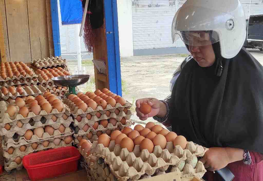 MEMILIH TELUR