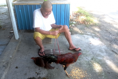 JUAL AYAM KAMPUNG