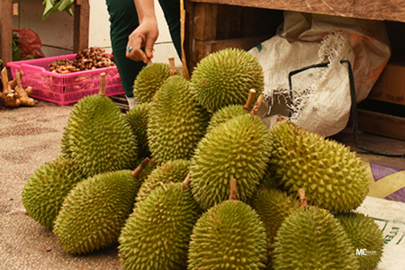 PENJUAL DURIAN KALAODI