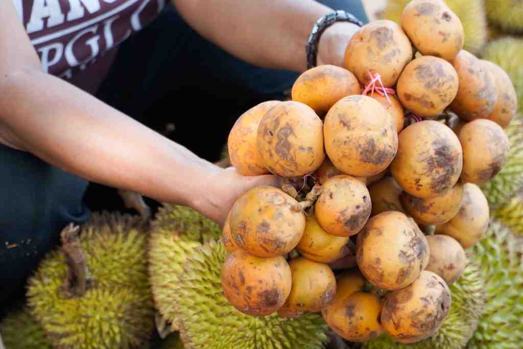 JUAL BUAH KAPUL PUTIH