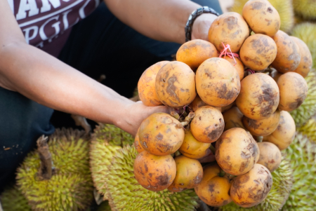 JUAL BUAH KAPUL PUTIH