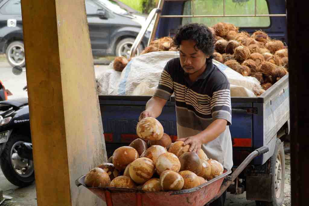 SUSUN KELAPA TUA