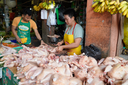 HARGA AYAM POTONG STABIL