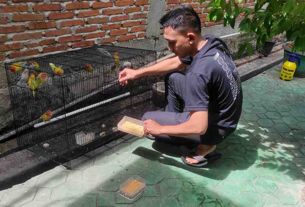 PAKAN BURUNG CINTA