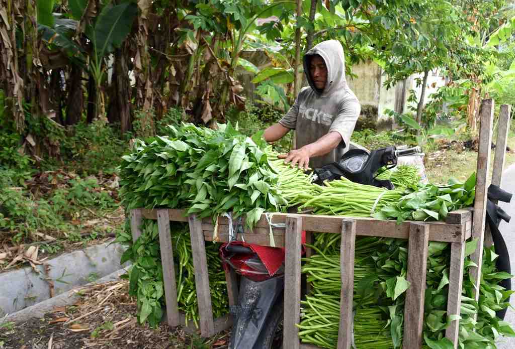 PENJUAL KANGKUNG