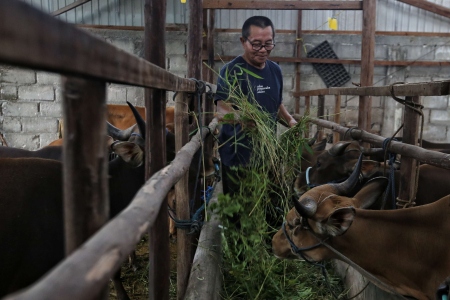 BERI MAKAN SAPI KURBAN 